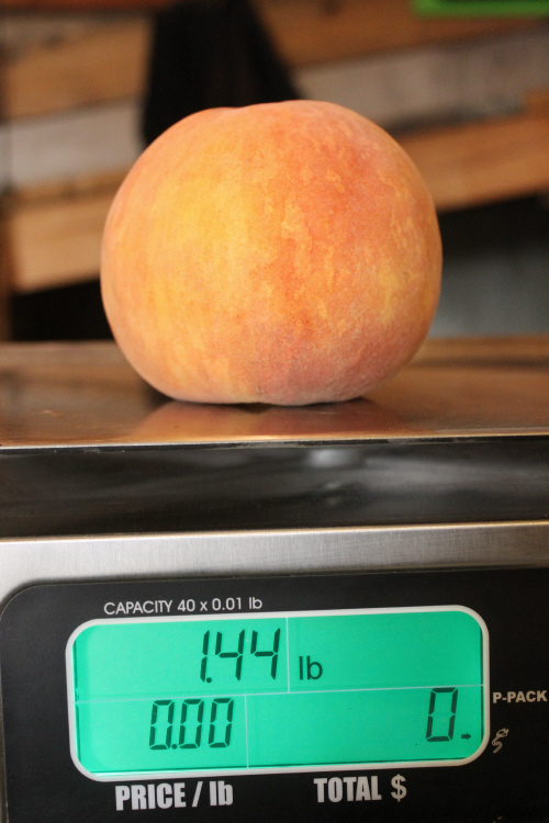 peach-big-2017.jpg